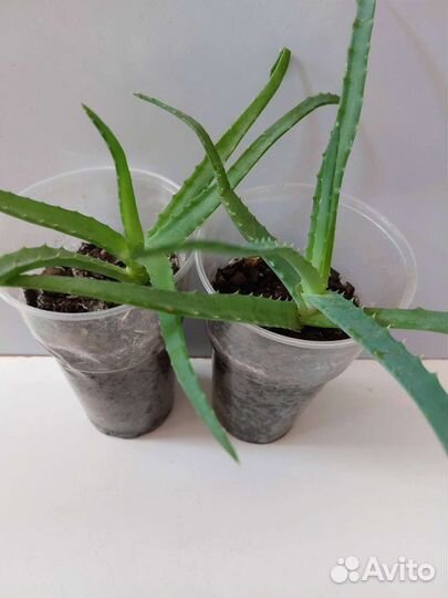 Алоэ столетник