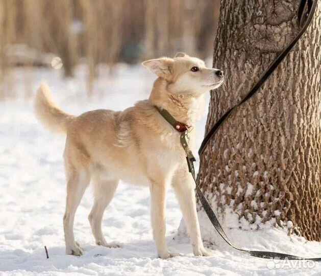 Снежок ищет дом