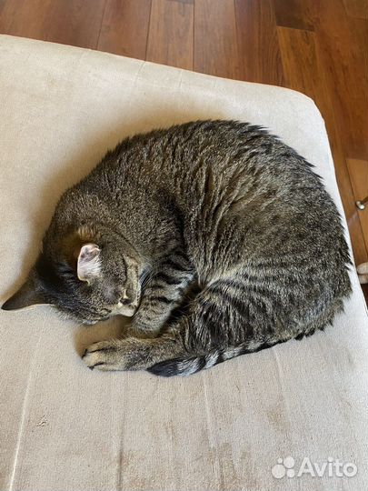 Отдам кошку в добрые руки