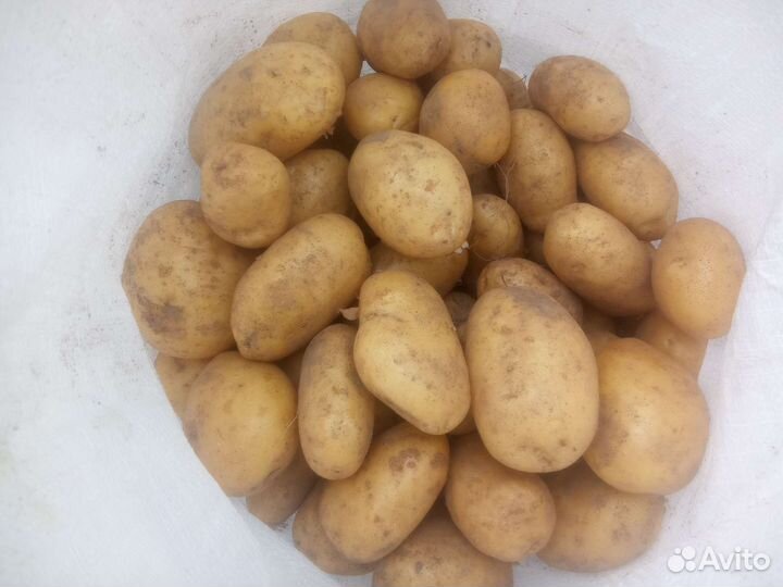 Картофель эльмундо