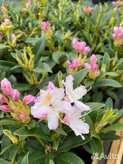 Рододендрон