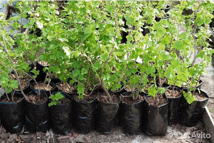 Саженцы черной смородины
