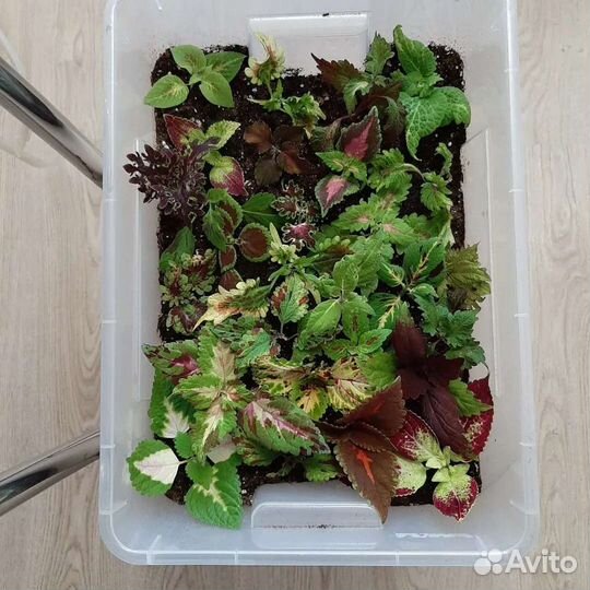 Колеусы вегетативные