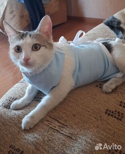 Кошечка в добрые руки