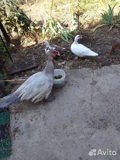 Семья индоуток