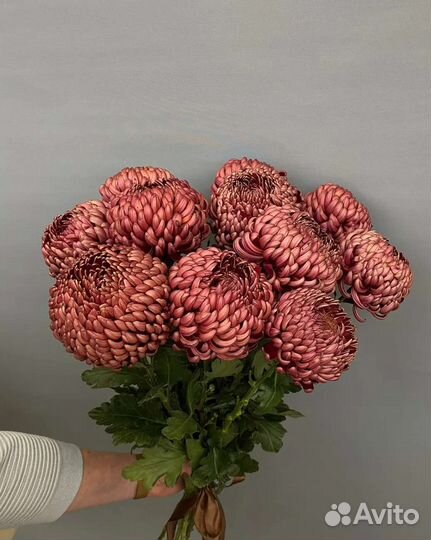 Хризантема 