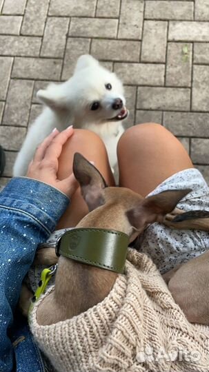 Передержка для собак