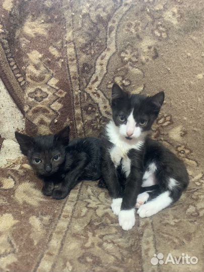 Отдам котят