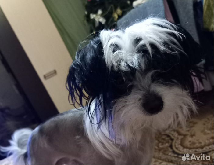 Вязка китайская хохлатая мальчик