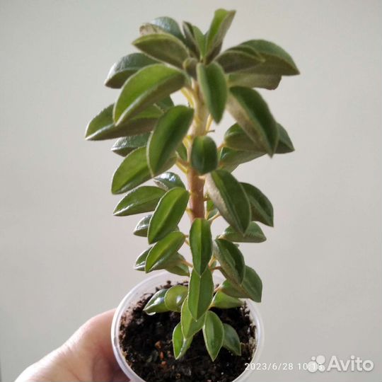 Пеперомия Ротундифолия