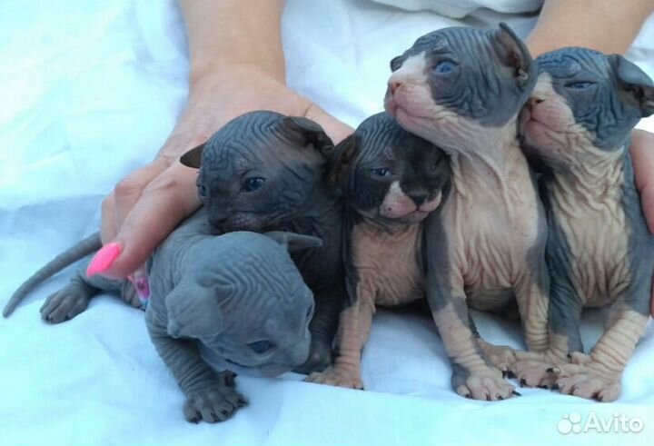 Вязка с Канадским сфинксом