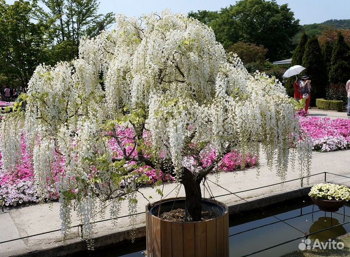 Макростахия -глициния