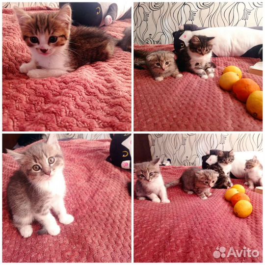 Шотландские котята