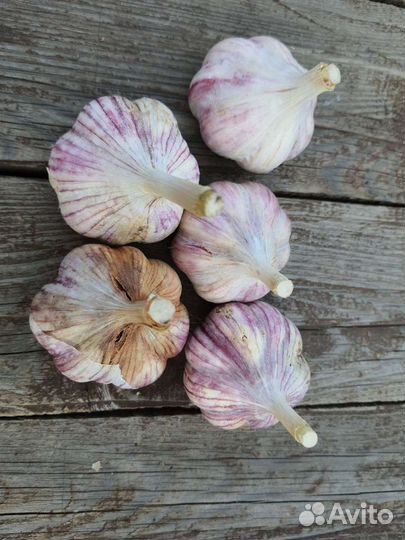 Чеснок