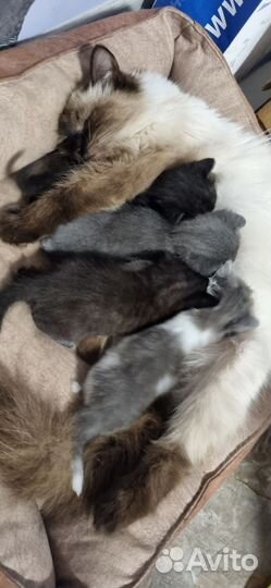 Домашние котята