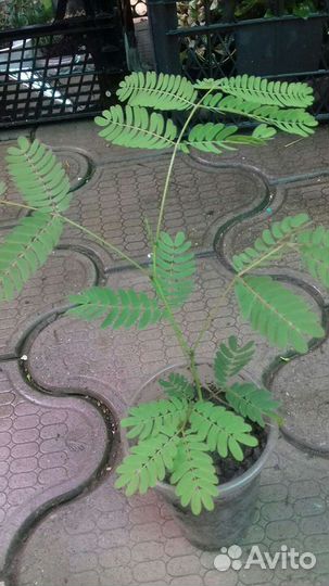 Акация Ленкоранская