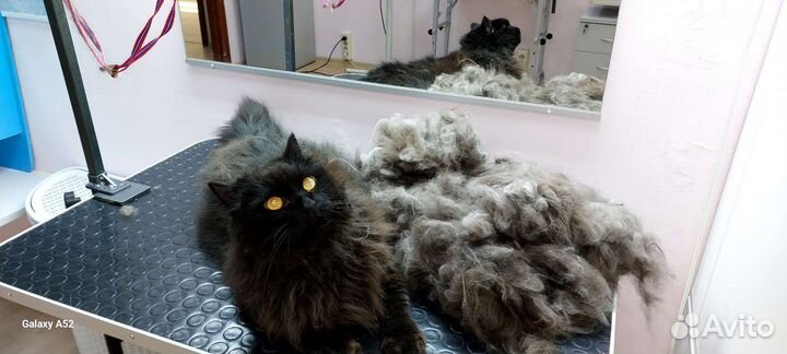 Груминг кошек(стрижка, линька)с выездом на дом