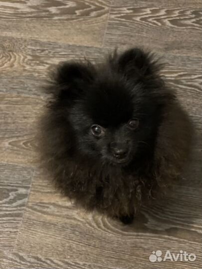 Померанский шпиц щенок девочка