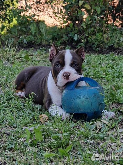 Американский булли