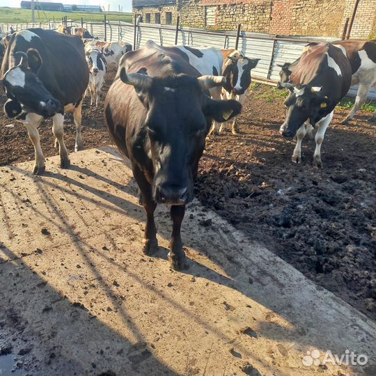 Продам дойных коров оптом 30шт