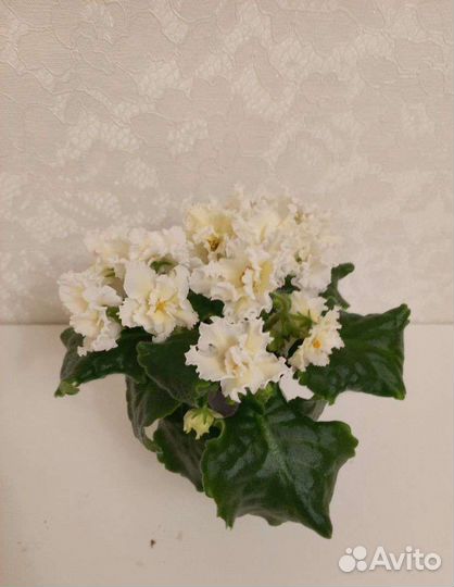 Сортовые фиалки