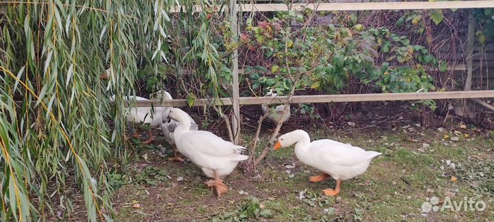 Продам гусей