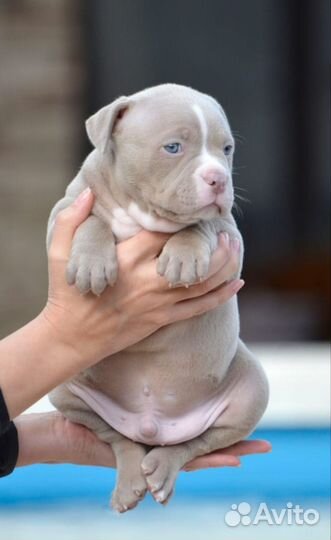 Американский булли