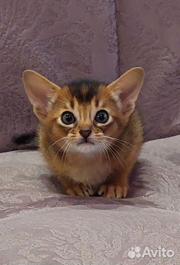Абиссинские котята