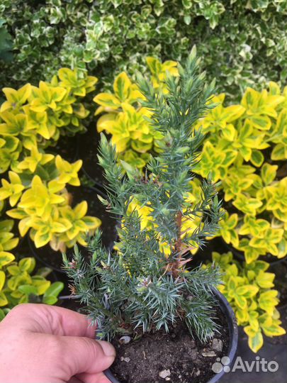 Можжевельник Стрикта