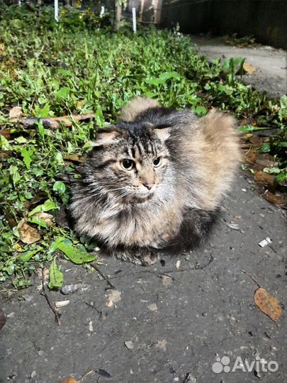 Шикарный котик ищет