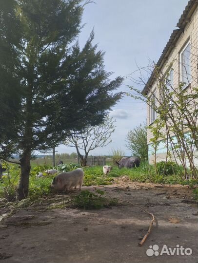 Вьетнамские веслобрюхии поросята