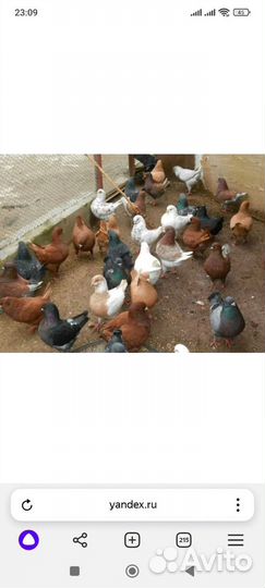 Голуби кинги