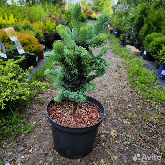 Ель изелли фастигиата