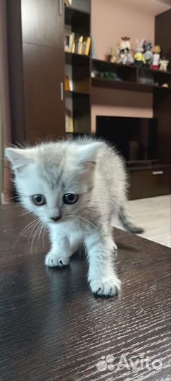 Отдам котёнка