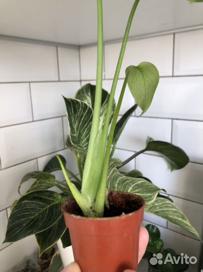 Комнатные растения маранта монстера хоя