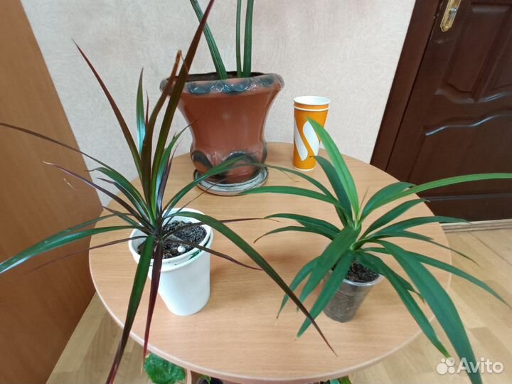 Комнатные и офисные цветы