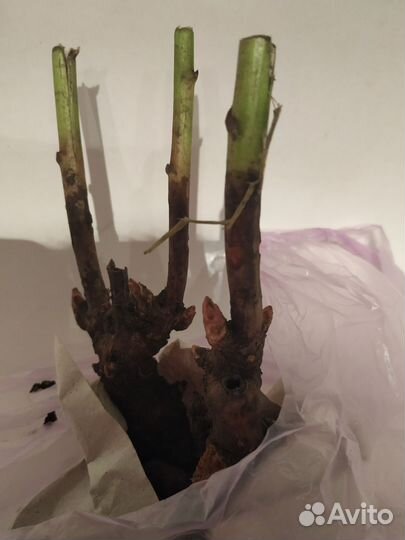 Пионы саженцы корни