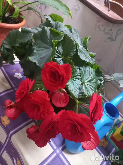 Цветок комнатный