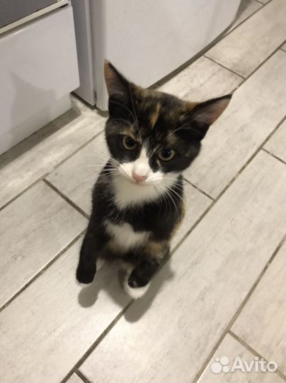 Котята отдам бесплатно