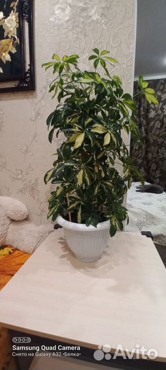Комнатные цветы шефлера