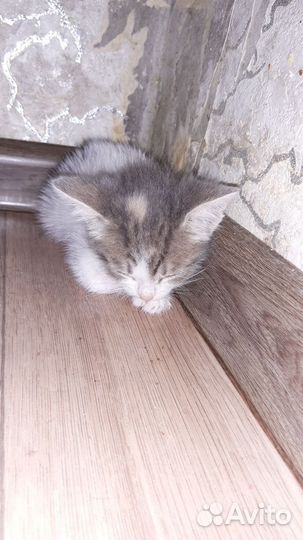 Котята в добрые руки, все девочки