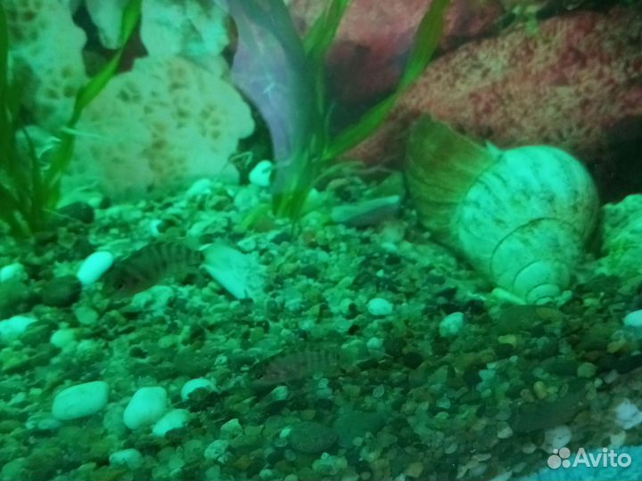 Аквариумные рыбки