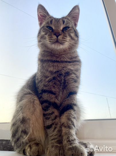 Кот Батон в добрые руки