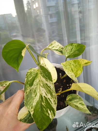 Сциндапсус Марбл квин(комнатный цветок)