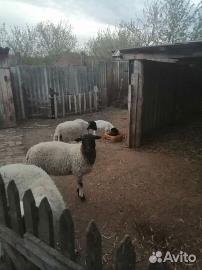 Баранчики кросс дорпер