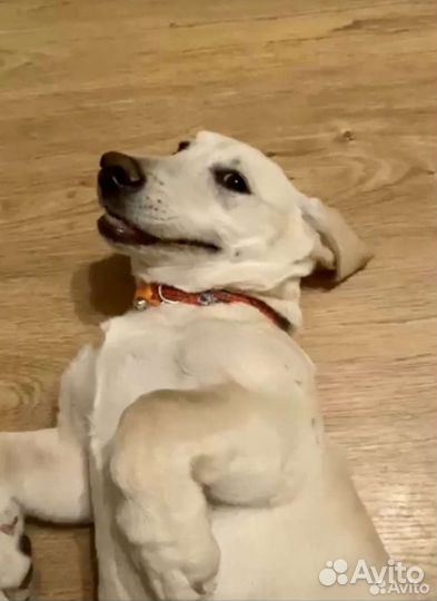 Щенок в добрые руки