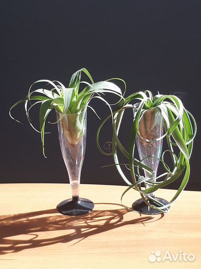 Тилландсия атмосферная