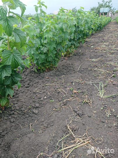 Саженцы черной смородины