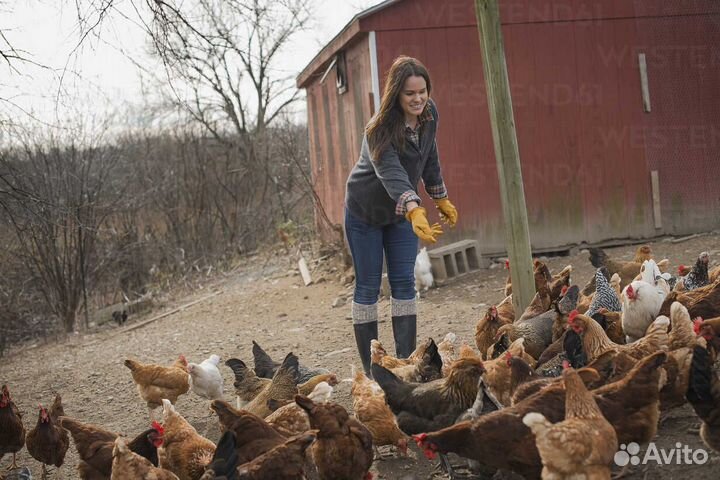 Куры молодки несушки