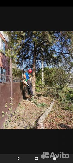 Спил деревьев